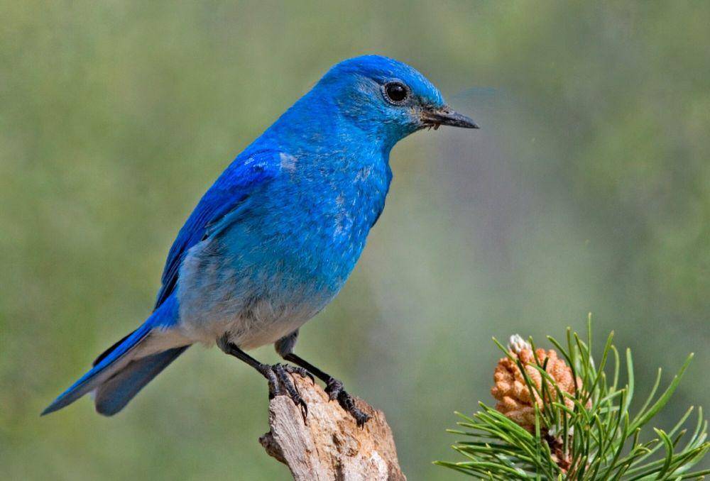 Bluebird gunung (commons.m.wikimedia.org/Elaine R. Wilson)