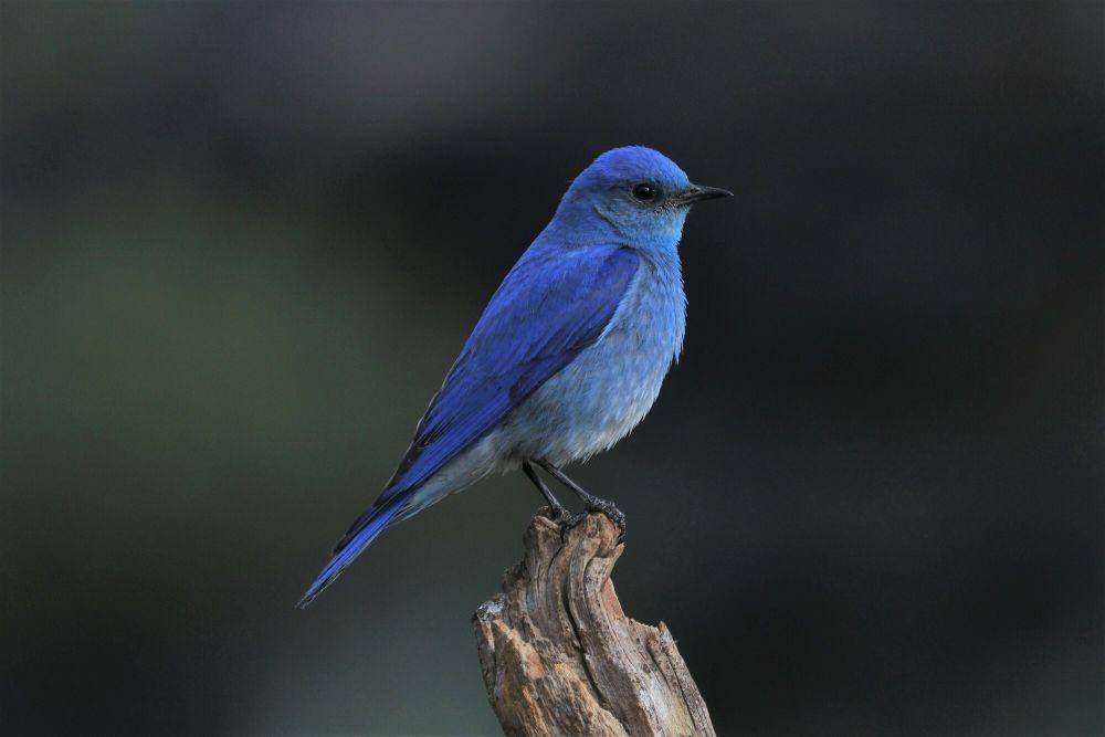 Bluebird gunung (commons.m.wikimedia.org/623setagc)