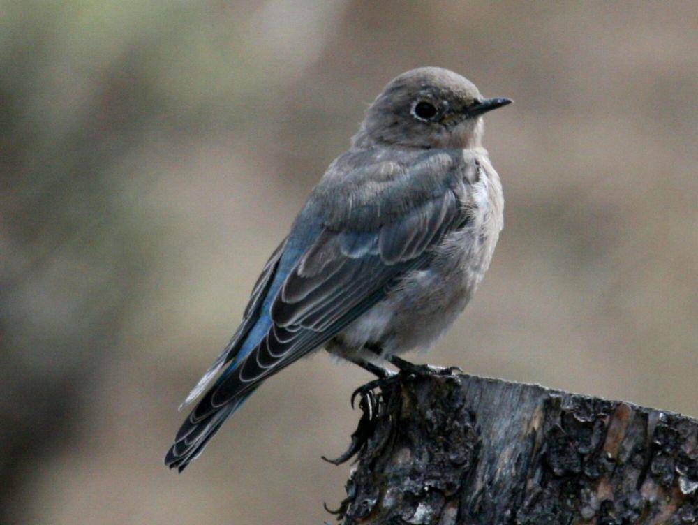 Bluebird gunung (commons.m.wikimedia.org/Dick Daniels)