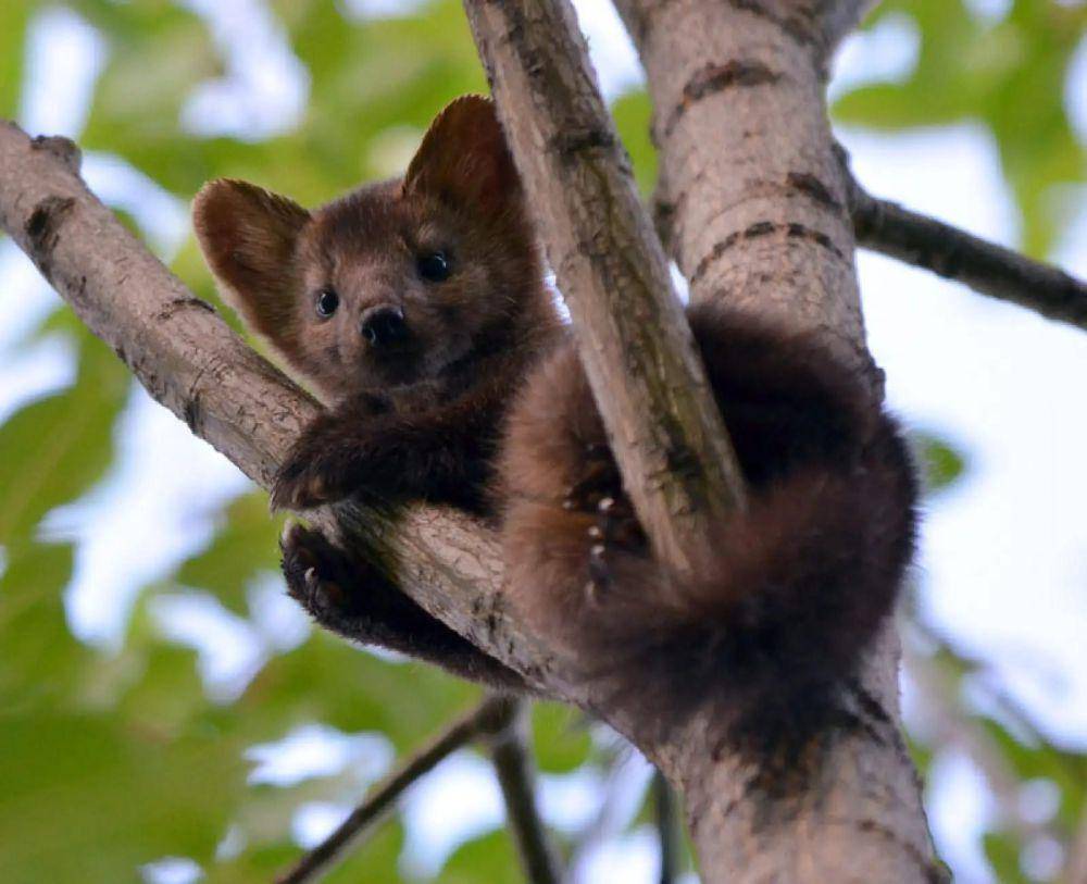 Sable (animalia.bio/Animalia)