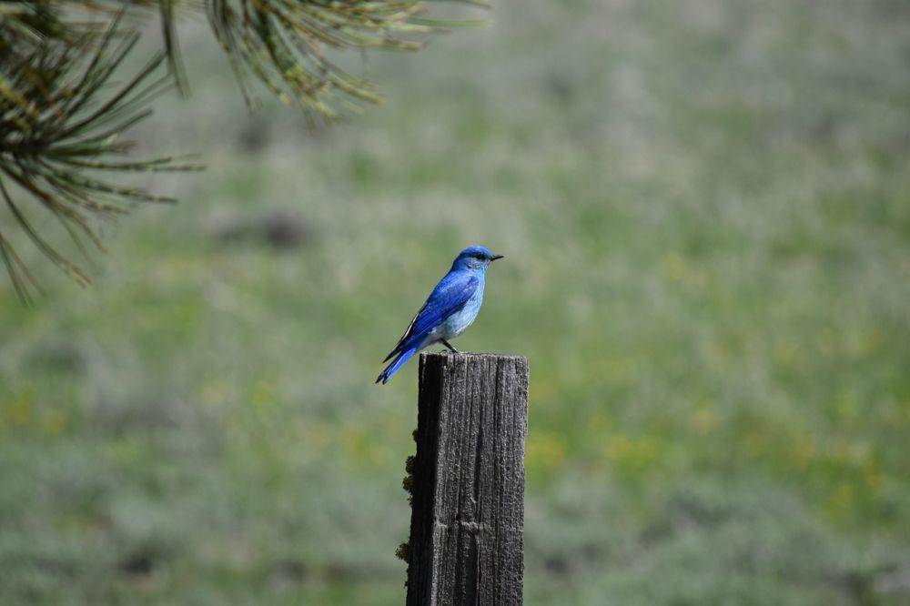 Bluebird gunung (pixabay.com/karchicken)