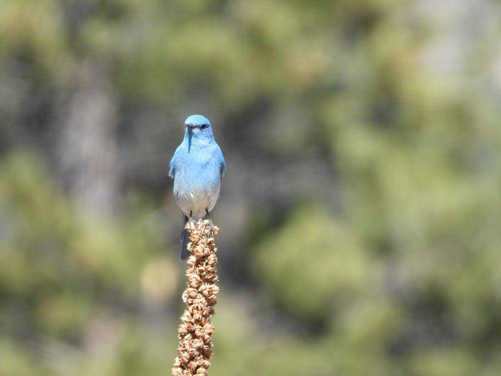 Bluebird gunung (unsplash.com/christie greene)