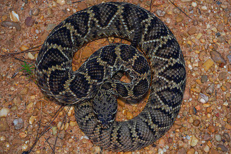 Eastern diamondback rattlesnake (commons.wikimedia.org/Evangrimes)