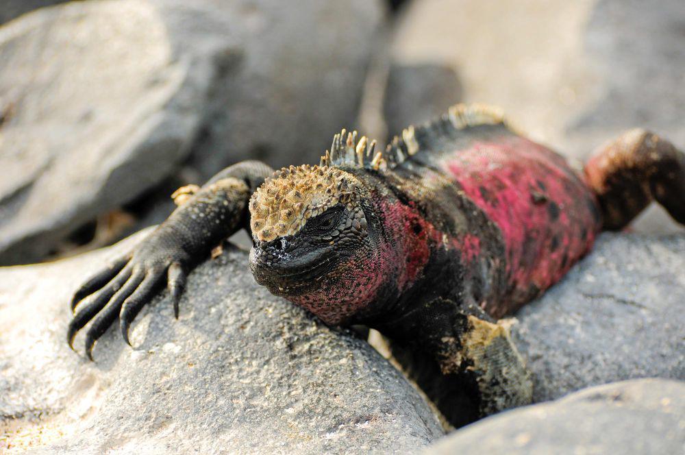 7 Fakta Iguana Galapagos, Satu-satunya Iguana yang Hidup di Laut!