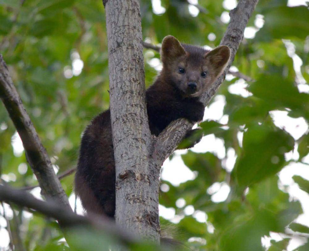Sable (animalia.bio/Animalia)