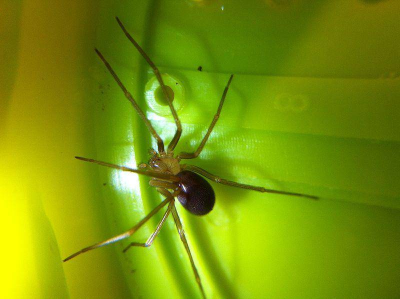 Chilean recluse (commons.wikimedia.org/Yabedanie)