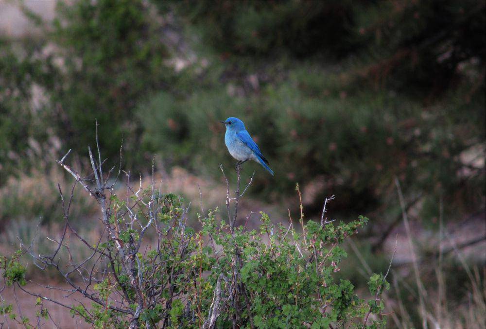 Bluebird gunung (pixabay.com/Styx9)