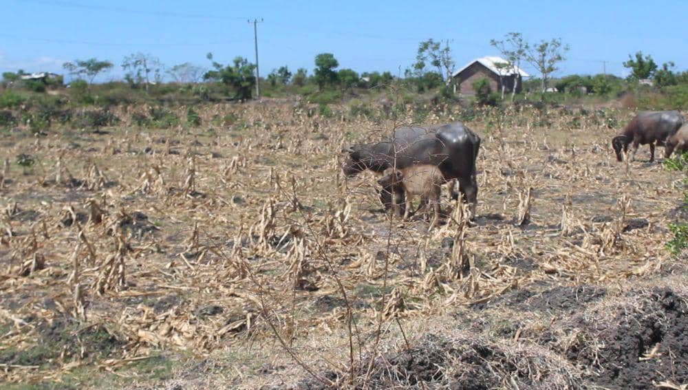 13 Kecamatan di Lombok Timur Terancam Kekeringan