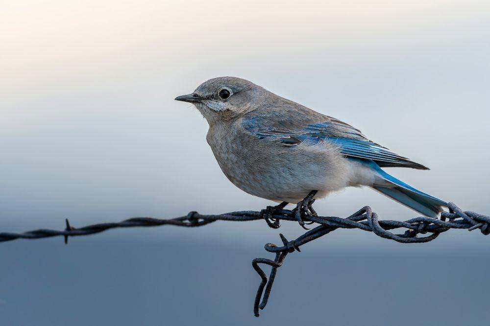 Bluebird gunung (pexels.com/Frank Cone)