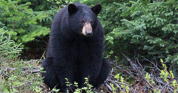American black bear (commons.wikimedia.org/Cephas)