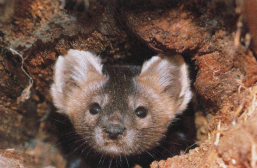 Sable (animalia.bio/Animalia)