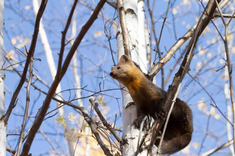 Sable (animalia.bio/Animalia)