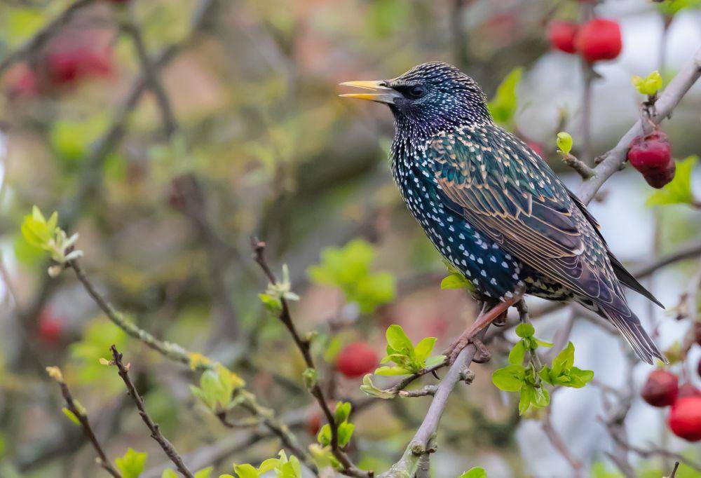 Burung Jalak Eropa (pixabay.com/Kev)