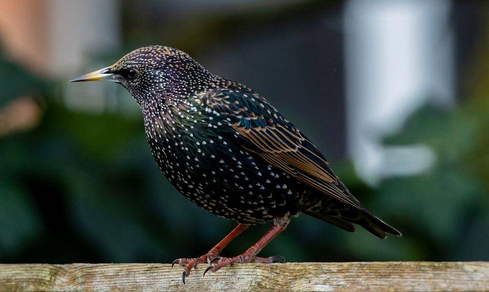 Burung Jalak Eropa (pixabay.com/Kev)