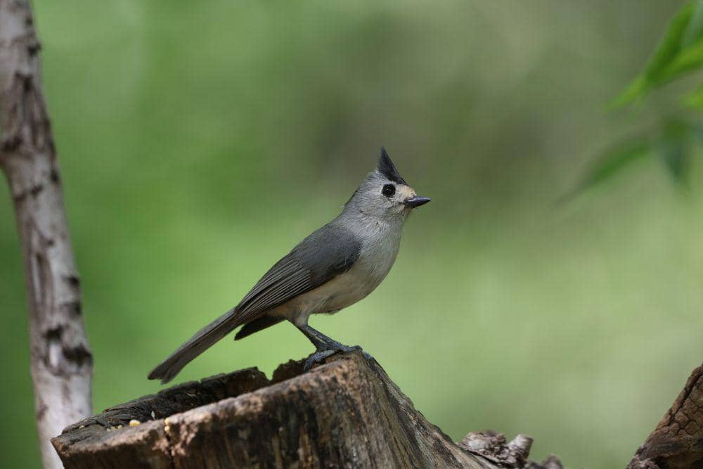 titmouse jambul hitam (pixabay.com/George)