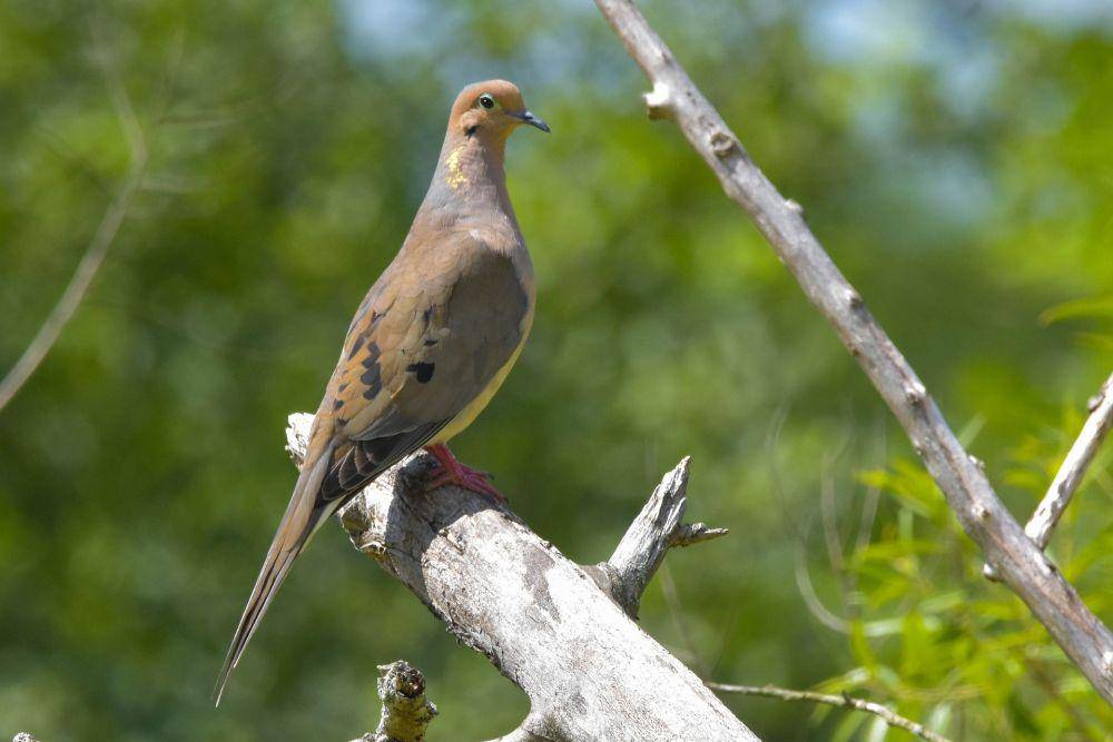 burung merpati duka (pixabay.com/Jack Bulmer)