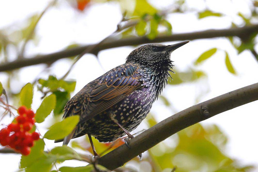 Burung Jalak Eropa (pixabay.com/sharkolot)