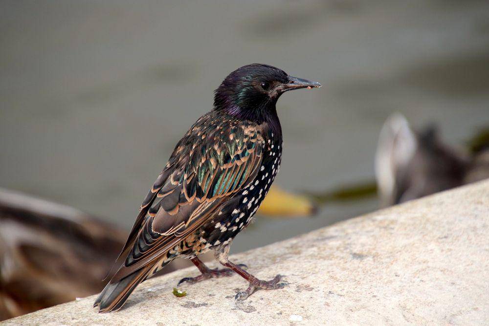 Burung Jalak Eropa (pixabay.com/Jacques GAIMARD)