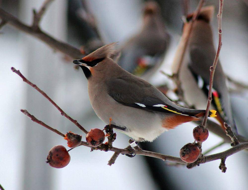 Bohemian waxwing (pixabay.com/David Mark)