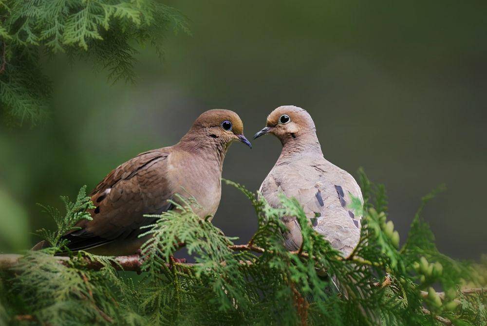 burung merpati duka (pixabay.com/Irene K-s)