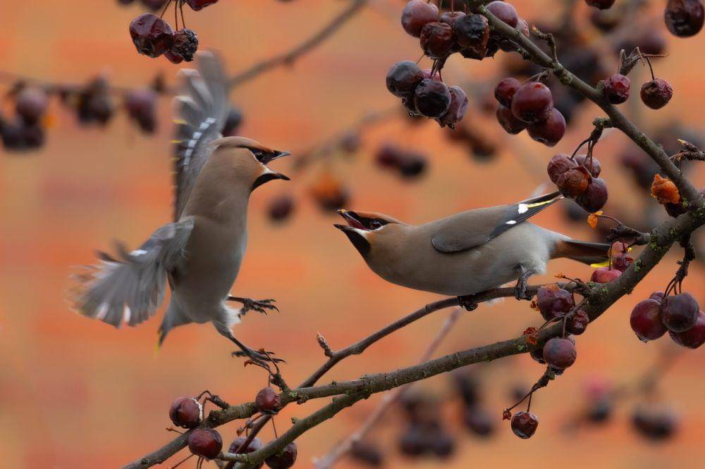 Bohemian waxwing (pixabay.com/Jon Pauling)