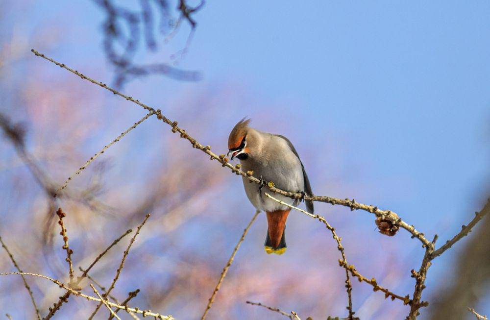 Bohemian waxwing (pixabay.com/Erik Karits)