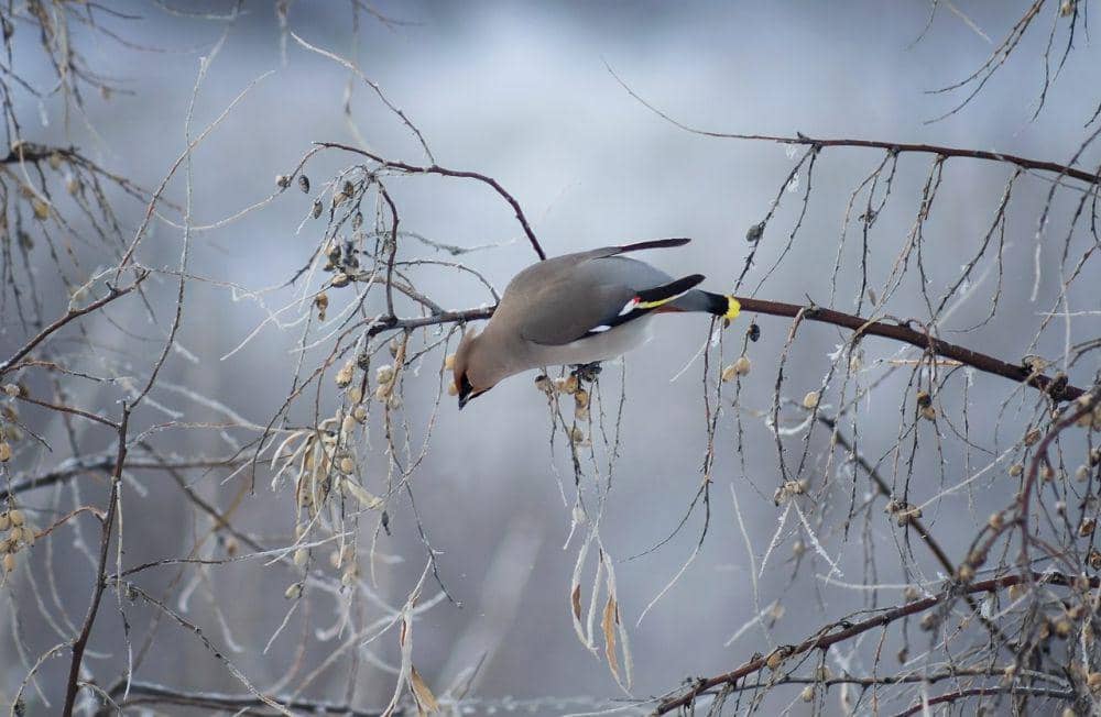 Bohemian waxwing (pixabay.com/Александр Канцур)