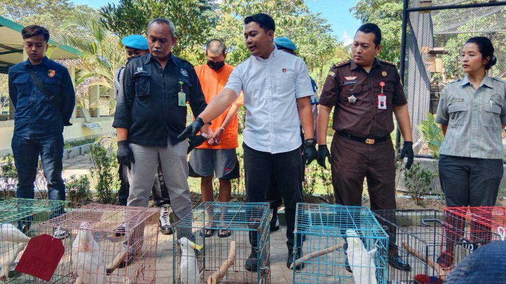 Burung kakaktua paruh bengkok berhasil disita dari tangan RAW. (IDN Times/Tunggul Damarjati)