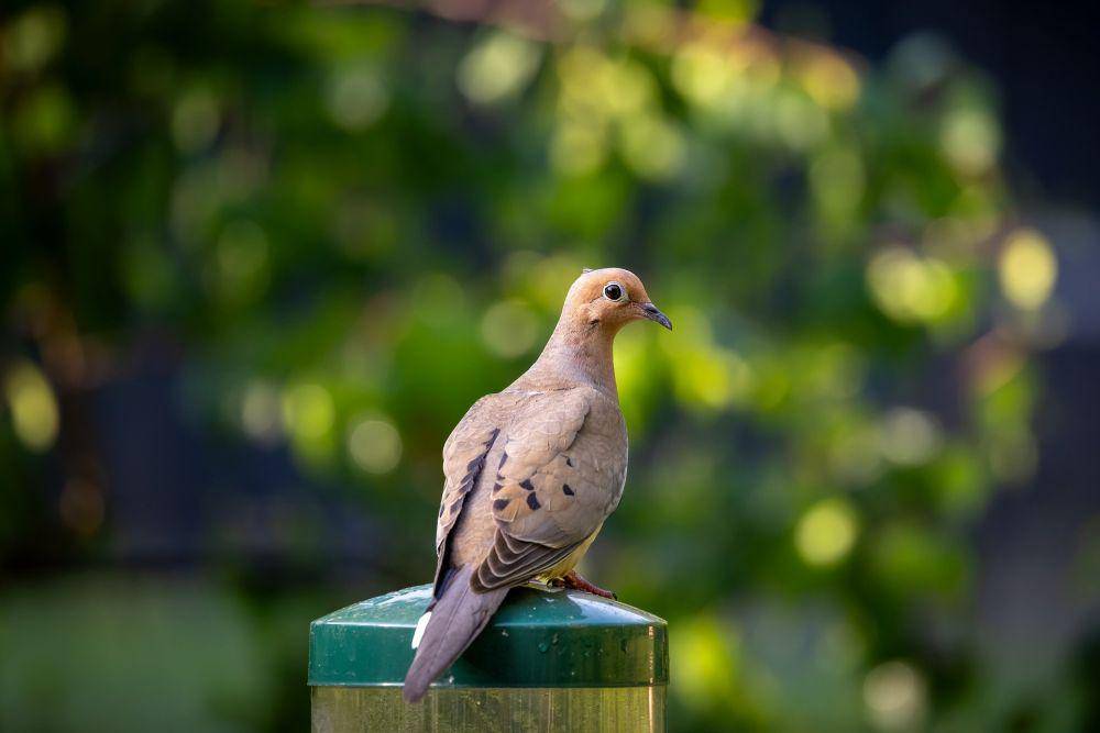 burung merpati duka (pixabay.com/Mohan Nannapaneni)