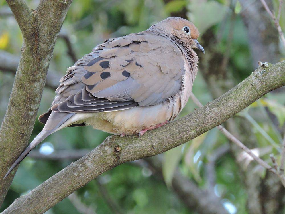 burung merpati duka (pixabay.com/Dan Thomas)