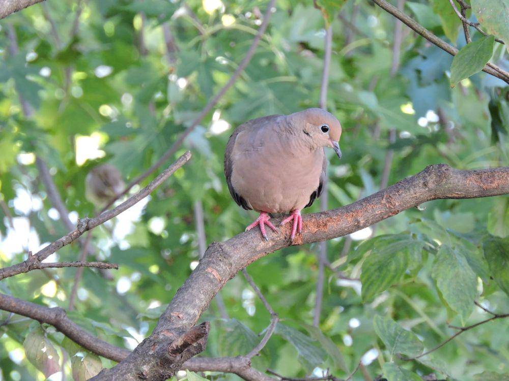 burung merpati duka (pixabay.com/Dan Thomas)