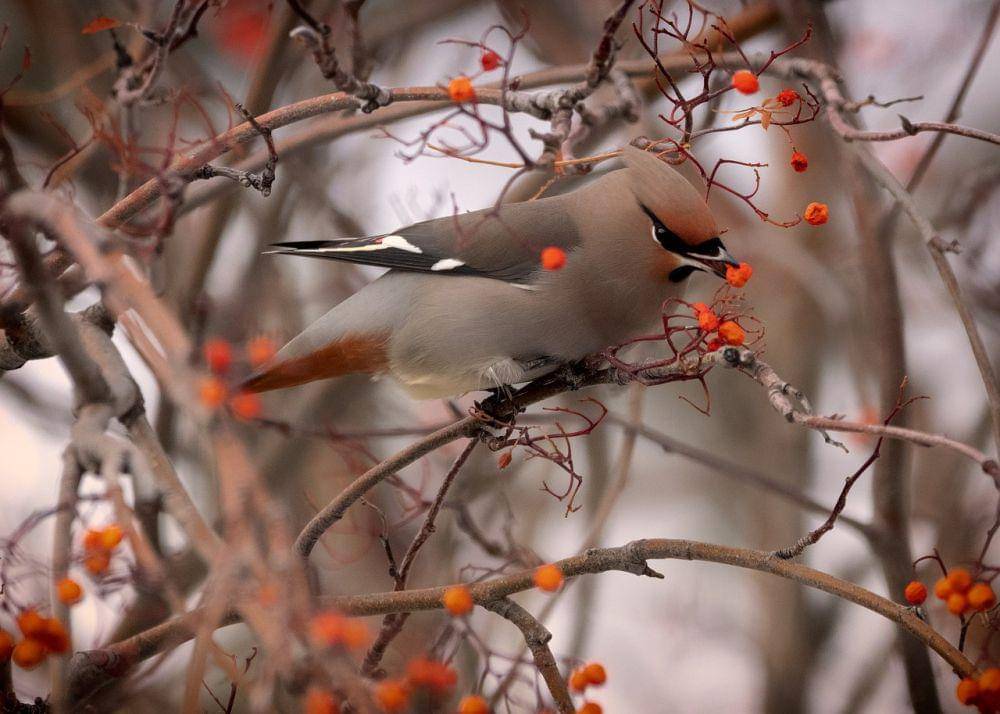 Bohemian waxwing (pixabay.com/Shauna Fletcher)
