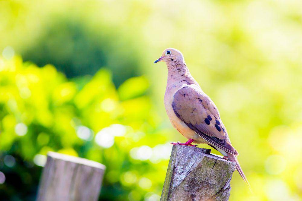 burung merpati duka (pixabay.com/Claude Mondestin)