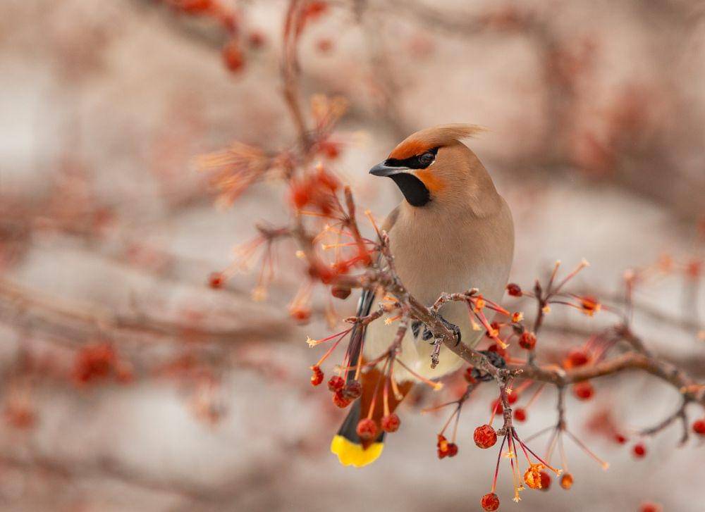 Bohemian waxwing (pexels.com/Павел Гавриков))