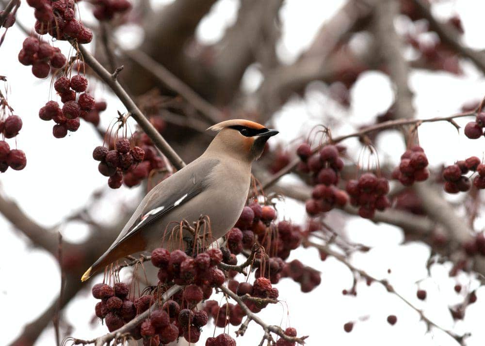 Bohemian waxwing (unsplash.com/Sara Shute)