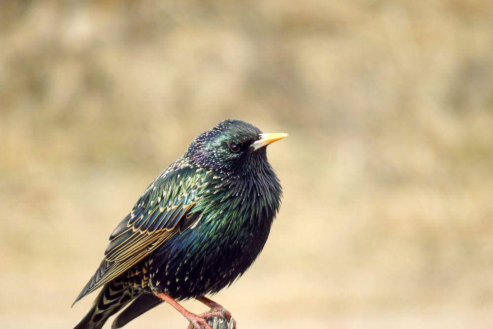 Burung Jalak Eropa (pixabay.com/sergei_spas)