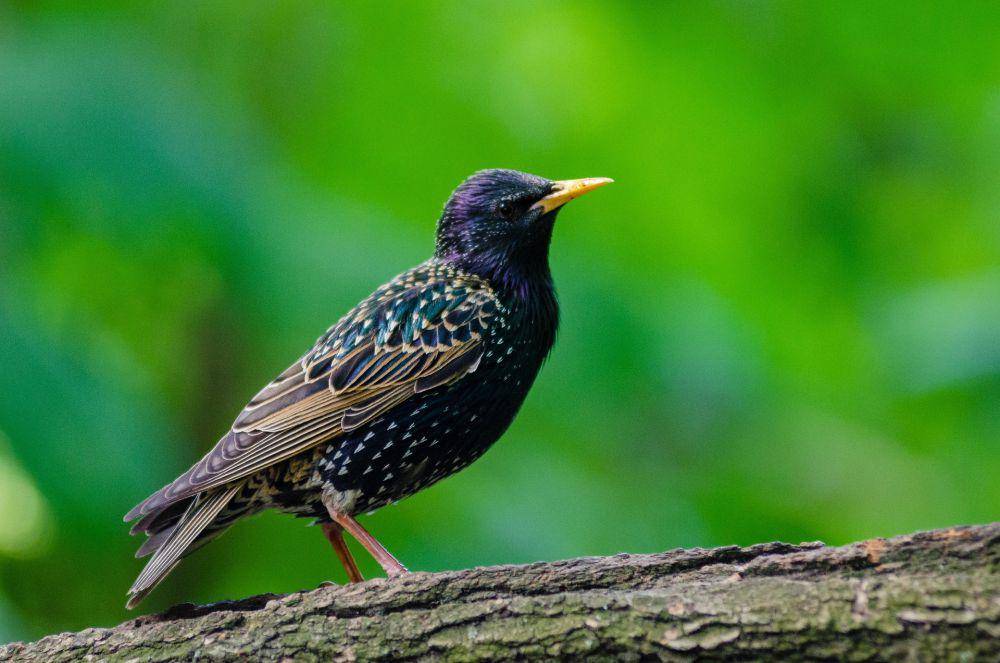 Burung Jalak Eropa (pixabay.com/Pexels)