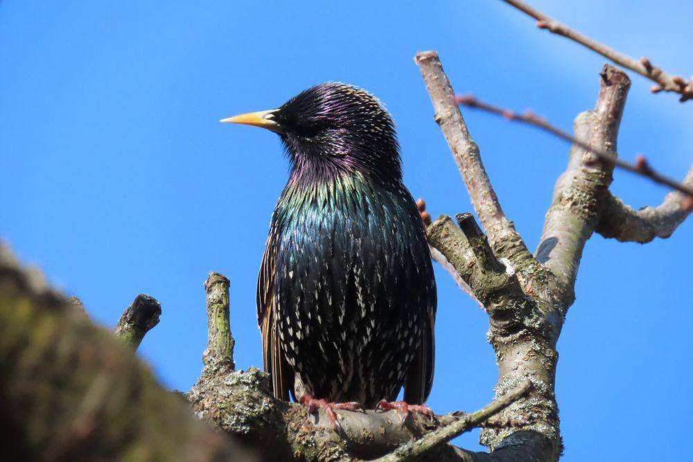 Burung Jalak Eropa (pixabay.com/G.C.)