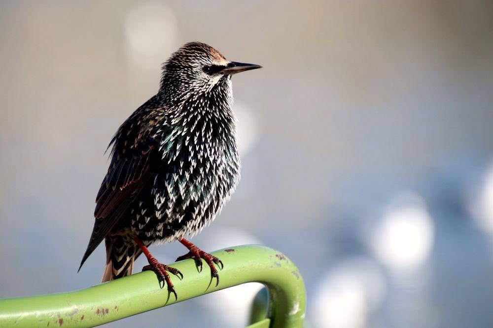 Burung Jalak Eropa (pixabay.com/Jacques GAIMARD)