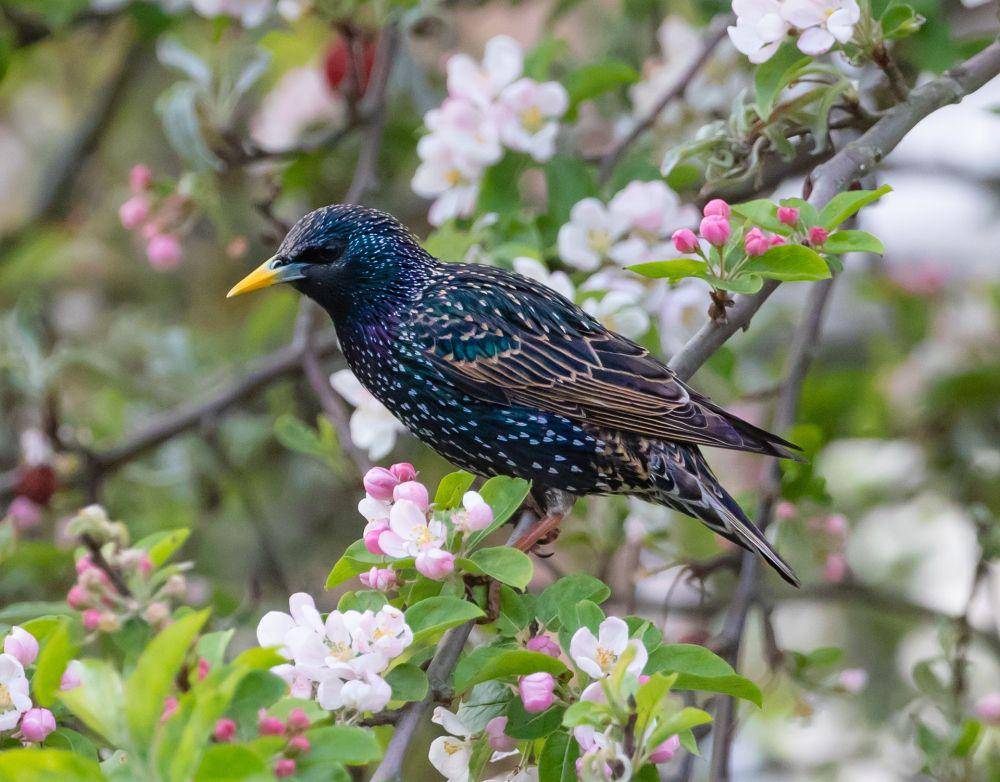 Burung Jalak Eropa (pixabay.com/Kev)