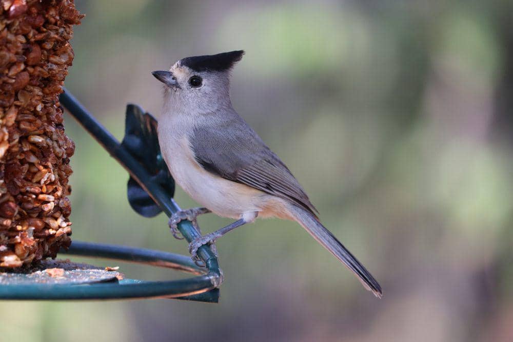 titmouse jambul hitam (pixabay.com/George)