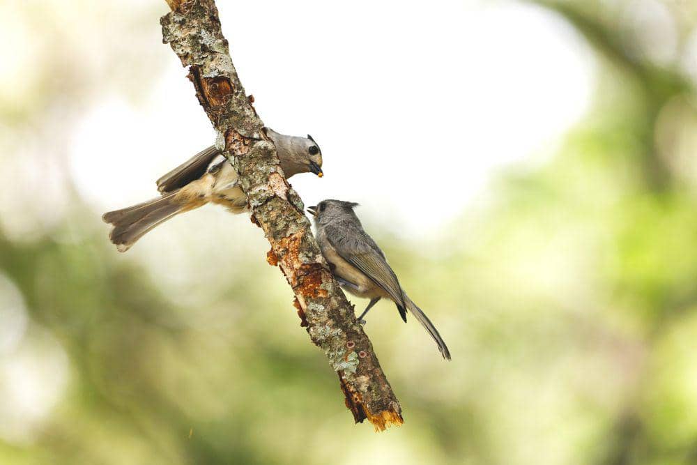 titmouse jambul hitam (pixabay.com/George)