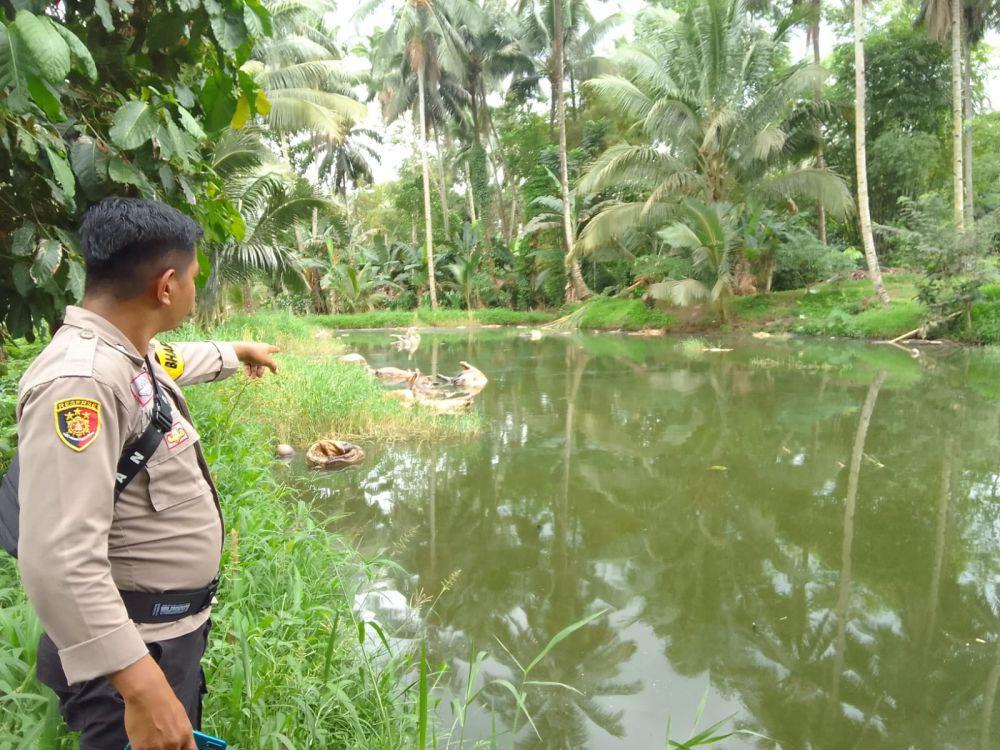 Waduh! 24 Bangkai Babi Dibuang ke Telaga di Minahasa Utara