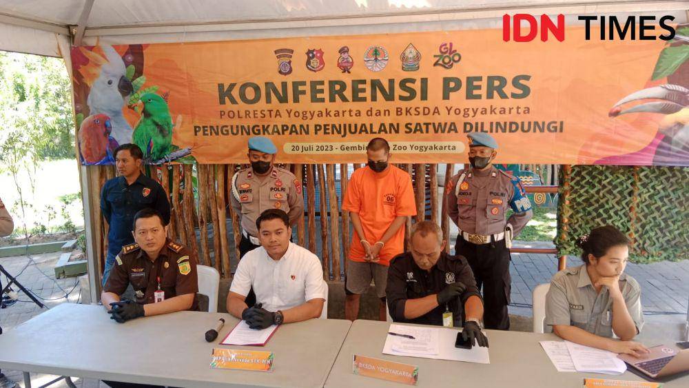 Ungkap kasus perdagangan burung kakaktua paruh bengkok oleh Polresta Yogyakarta. (IDN Times/Tunggul Damarjati)