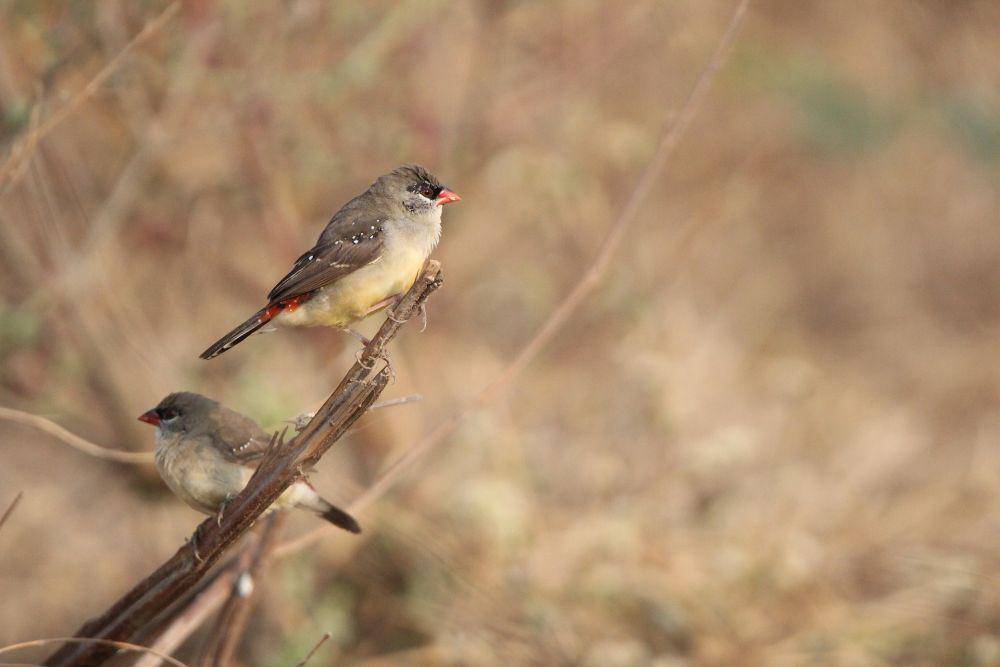 burung red avadavat (pixabay.com/Vivet Singh)