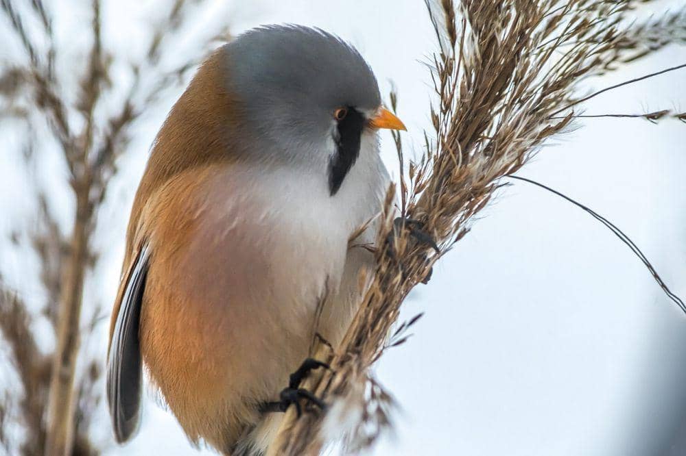 Bearded reedling (pixabay.com/Erik Karits)