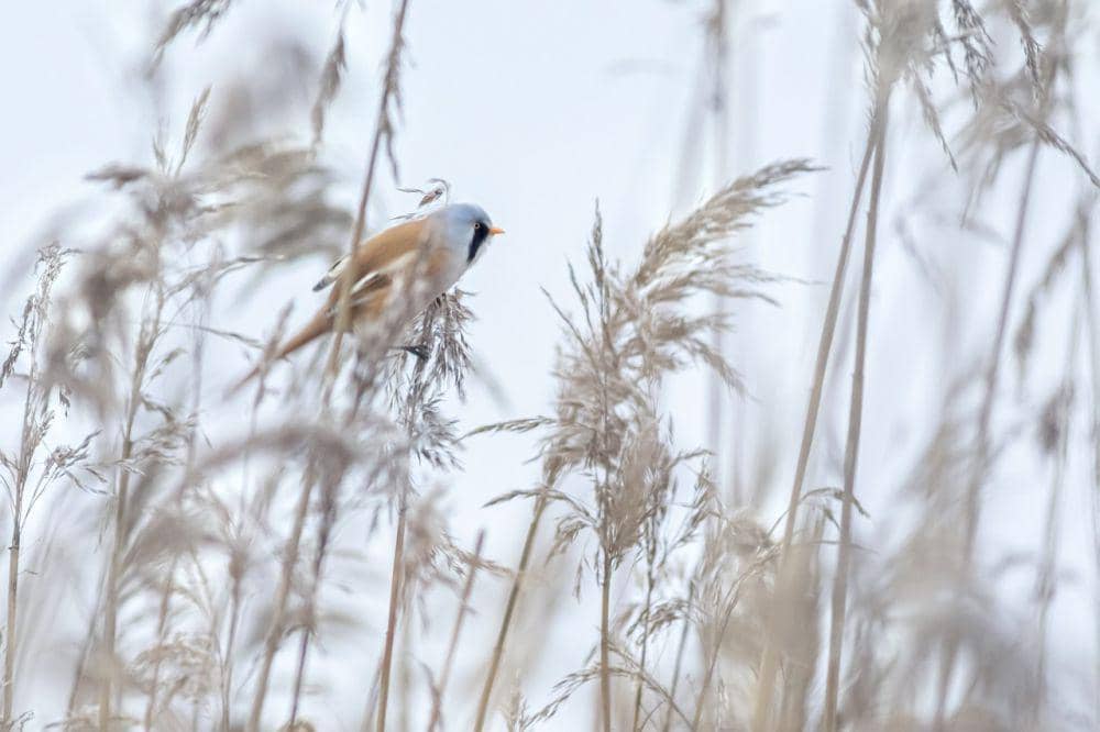 Bearded reedling (pixabay.com/Erik Karits)