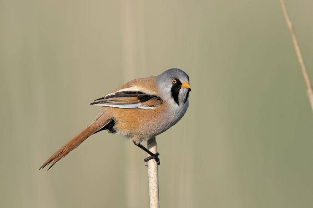 Bearded reedling (pixabay.com/Henk van Dorp)