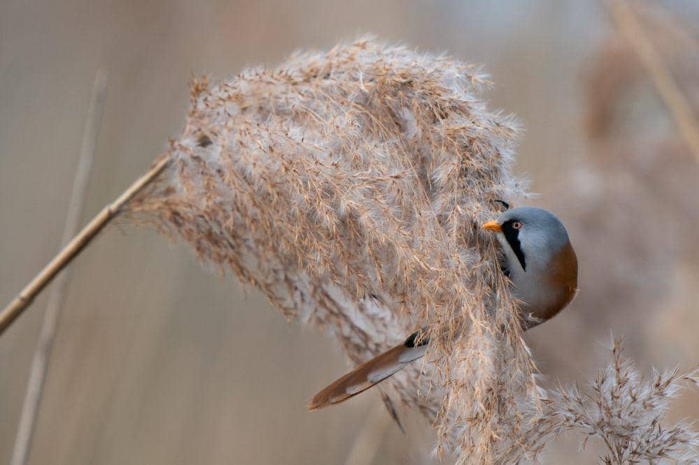 Bearded reedling (pixabay.com/Psubraty)