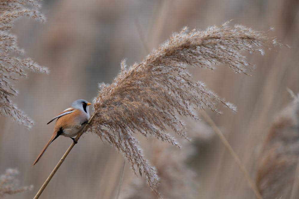 Bearded reedling (pixabay.com/Psubraty)